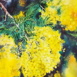 Мимоза, цветущая в марте на юге Испании