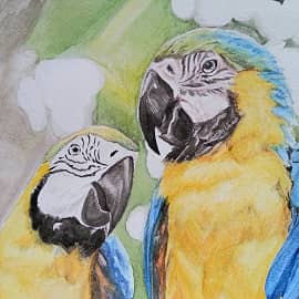 Попугайчики2