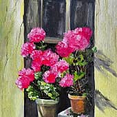 Герань в лучах солнца