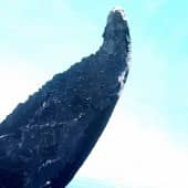 Китовий хвост (1), художник Екатерина