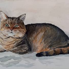 Кот шиншилла