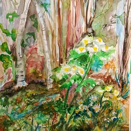 Ветреница цветет