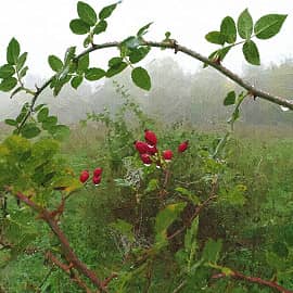 осенний туман