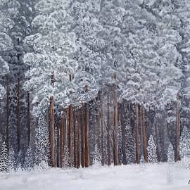 Данилов бор