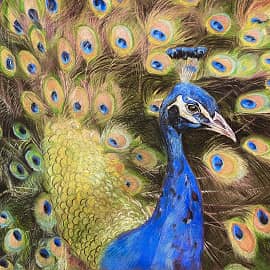 Райская птица