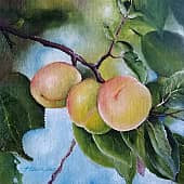 На ветке. Абрикосы.