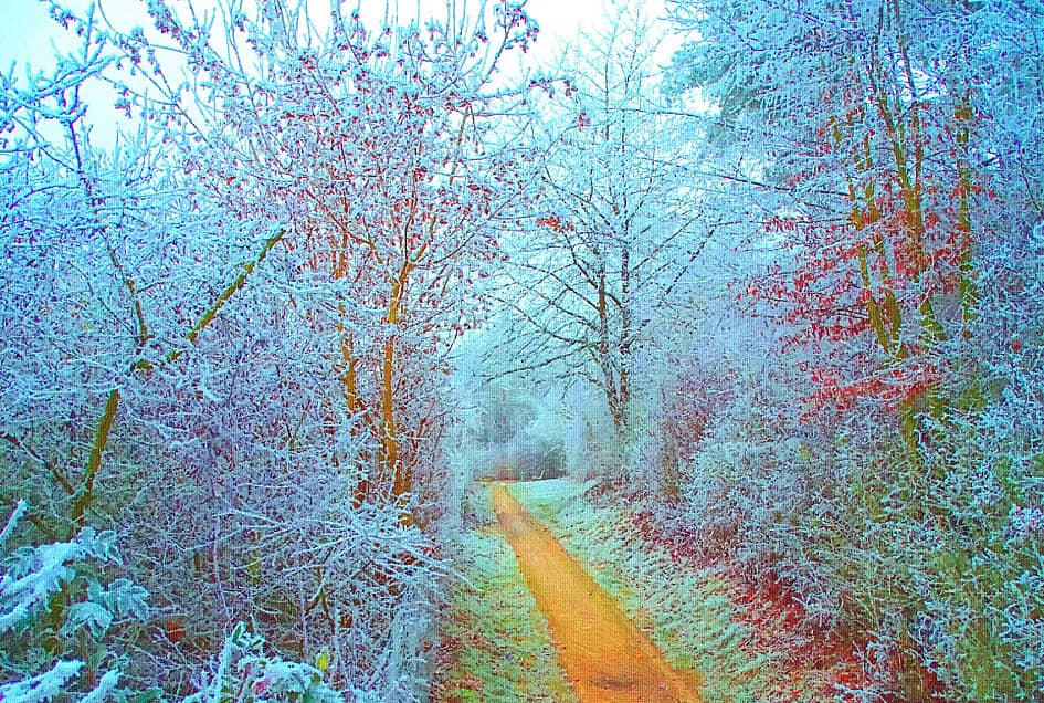 По тропинке в зимний лес