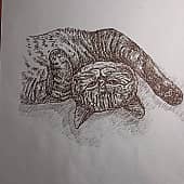 Полосатый кот