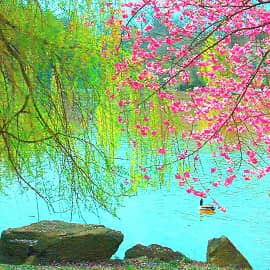 Весна склонилась над водой.