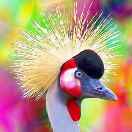 Птицы 0113 Венценосный журавль