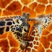 Нежность жирафов