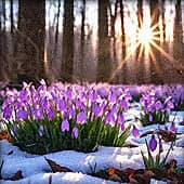 Весенние цветы., художник Alex-08