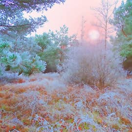 Утро в инее.