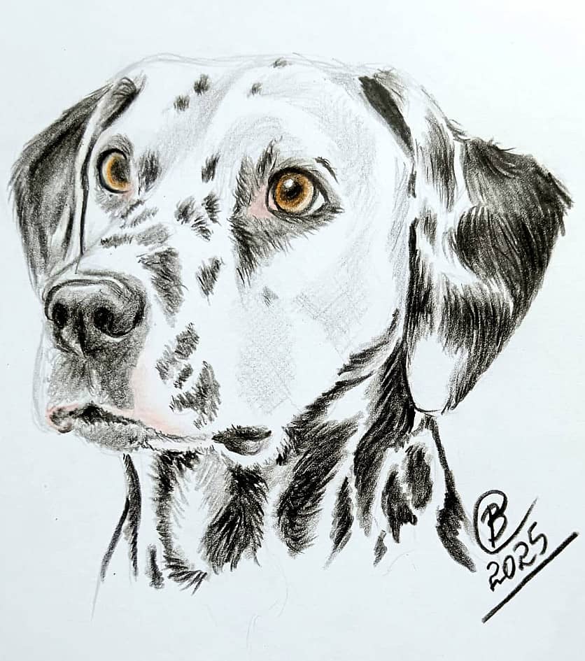 Долматинец