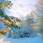 Снежное утро.