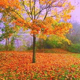 Сиреневый туман.