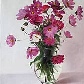 Космеи и цинии