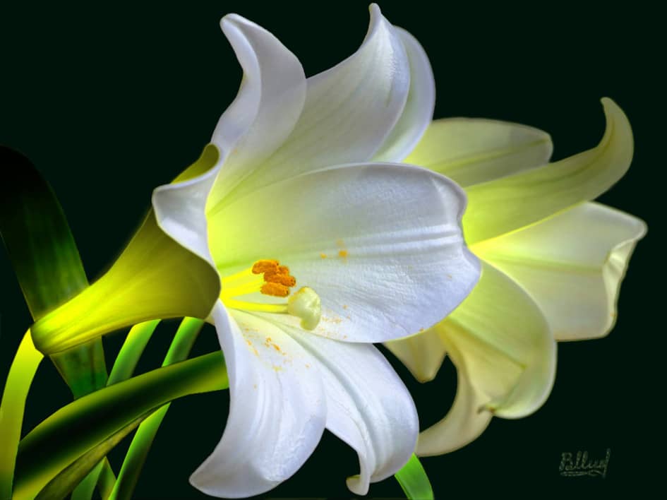 Лилии белые светящиеся