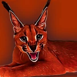 Степная рысь. Каракал