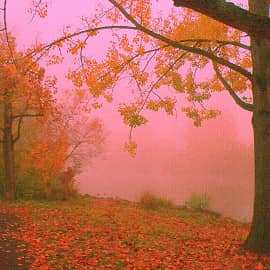 берег в тумане