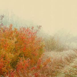 Холодный туман.