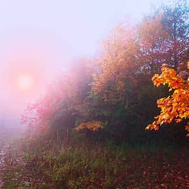 Сквозь туман.