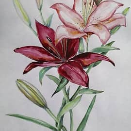 Букет Лилии