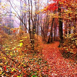 Осенний лес.