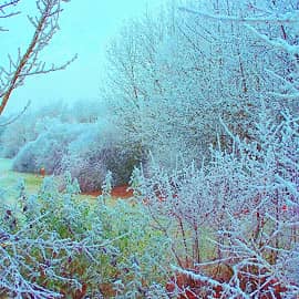 Замёрзшие деревья