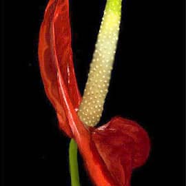 Калла Ред алерт