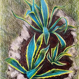 Агавы. Скетч.