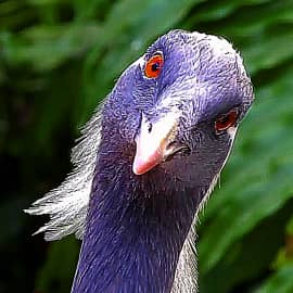 Любопытно,любопытно