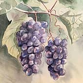 Северный виноград