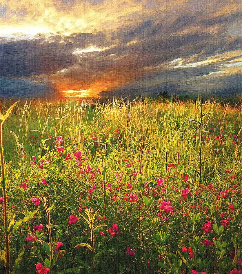 Полевые цветы.