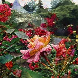 Розовая роза.