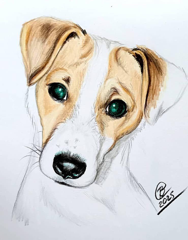 Джек-рассел