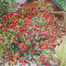 Розовый куст на даче