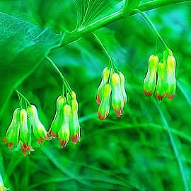 Цветы ландыши