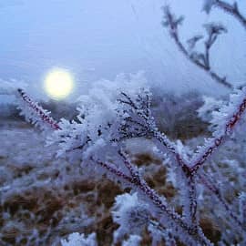 Мороз крепчал.