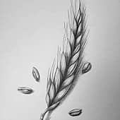 Пшеничный колосок