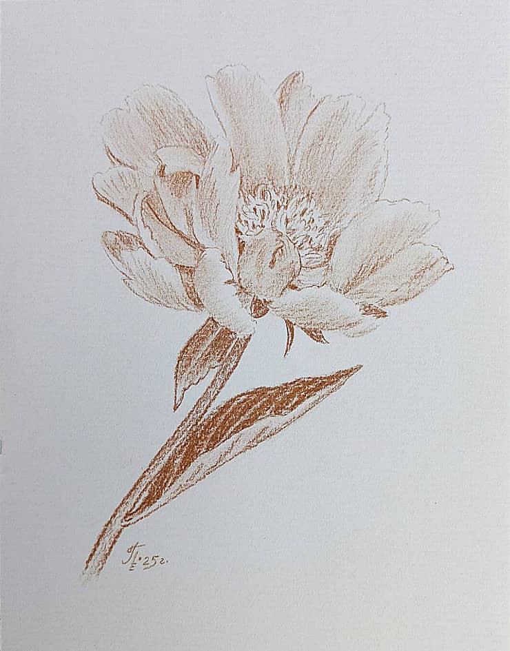 Пион, рисованный жженой умброй