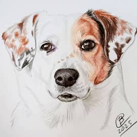 Двортерьер