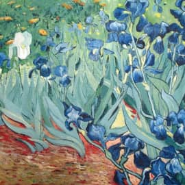 Ирисы