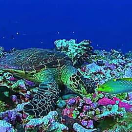 Подводный мир 002