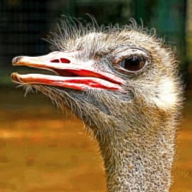 Любопытный страус