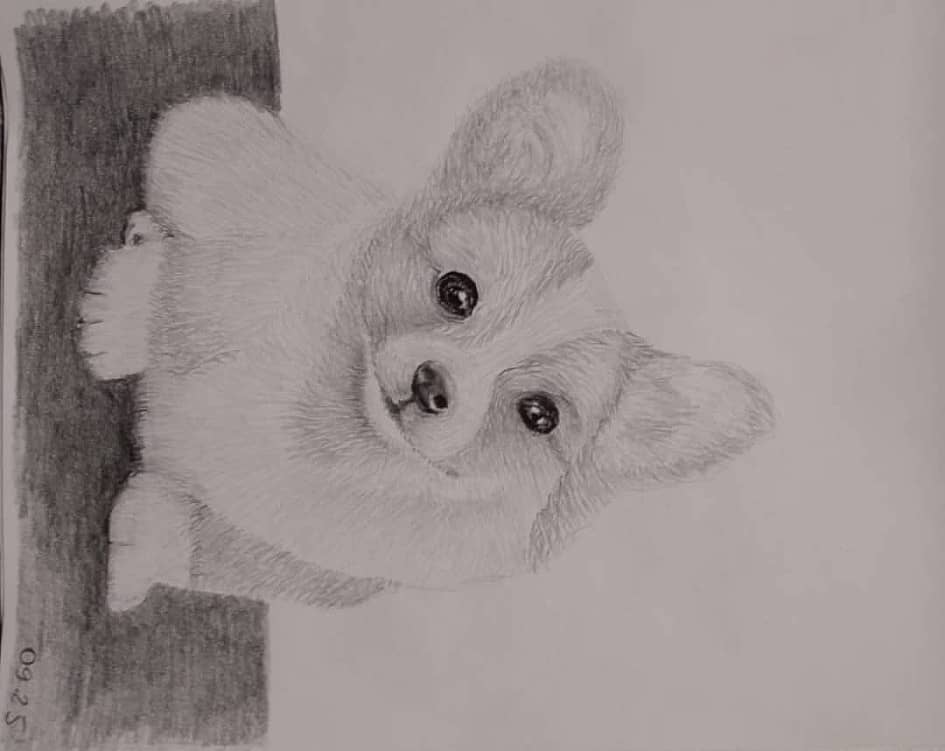 Добрый корги