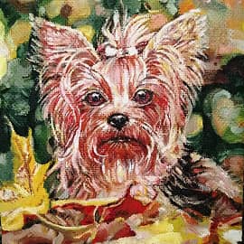 Йоркширский терьер