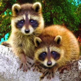 Крошки-еноты