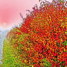 листья как цветы