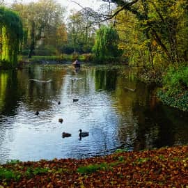 Уточки плывут